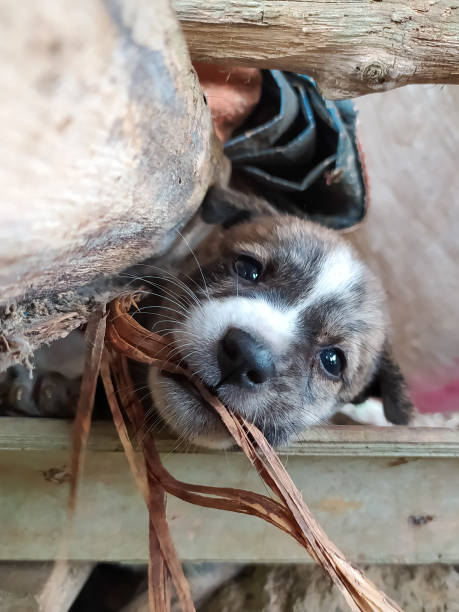 istock cute puppy playing under the hut 1339584190