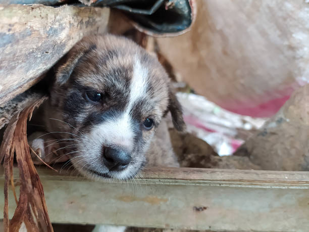 istock puppies playing under the hut, close-up 1339584203