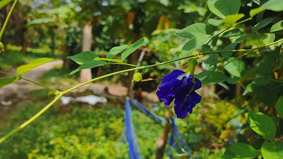 Clitoria ternatea, commonly known as Asian pigeonwings