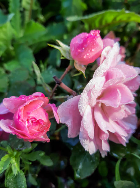 istock Pink roses in drops from rain 1339586783