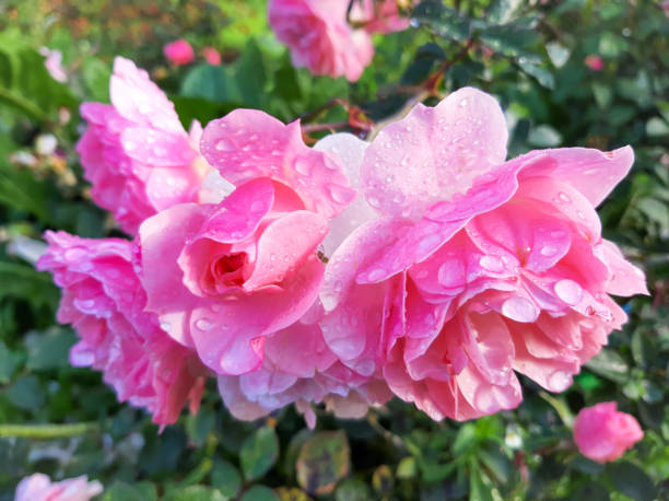 istock Pink roses in drops from rain 1339586804