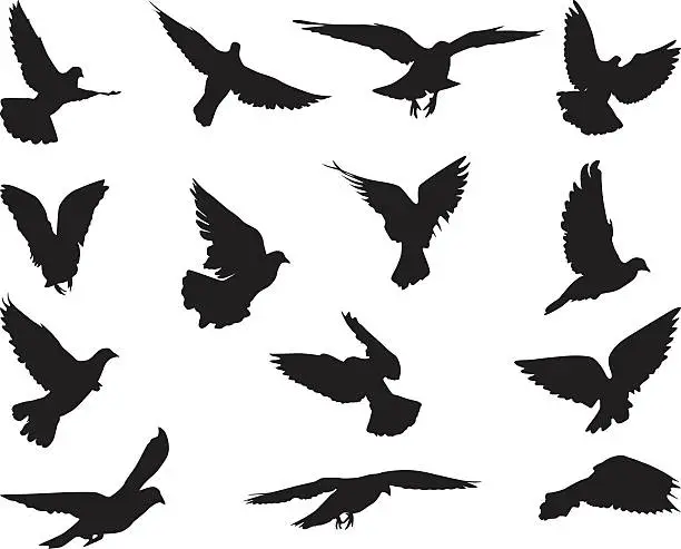 Vector illustration of pigeon