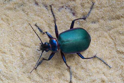 Forest Caterpillar Hunter ground beetle (Calosoma sycophanta) in a patch of sand, dorsal view.