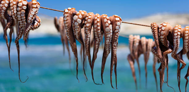 octopus drying out after fishing. octopus drying out after fishing, Milos, Greece cyclades islands stock pictures, royalty-free photos & images