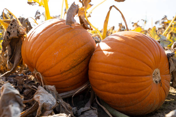 istock Two large pumpkins lie next to each other on the field 1339593890
