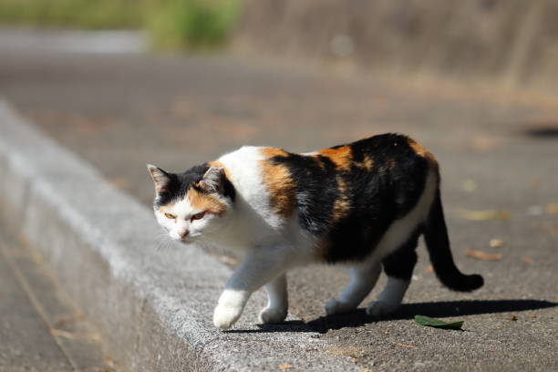 istock A calico cat glaring with a scary face. 1339598981