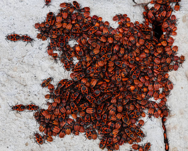 Colony of Firebugs on a tree in a park in Eastern Slovakia.