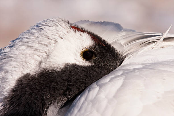 Red-crowned Crane stock photo