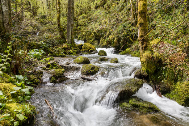 río de montaña en el valle de leitariegos, asturias - ecological reserve fotografías e imágenes de stock