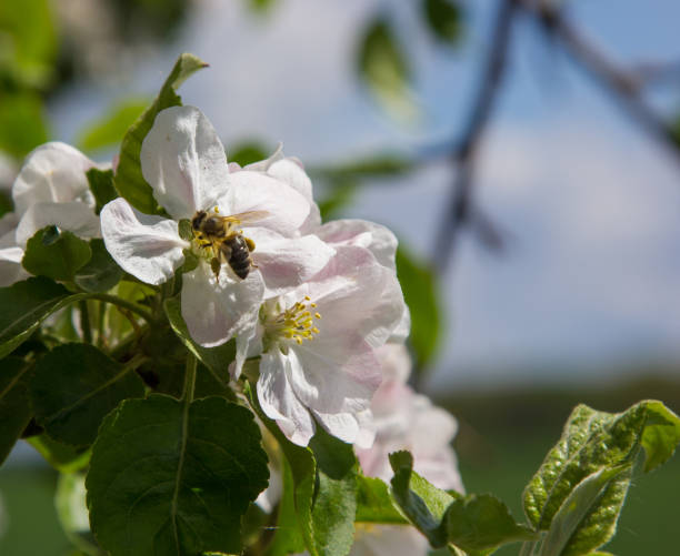 istock apple tree blooms in the garden. bees collect nectar and pollen 1339602815