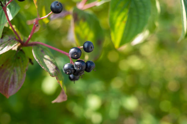 Wild natural berries on a shrub with green leaves in nature. Cornus sanguinea, common dogwood, bloody dogwood, or dogberries. cornus sanguinea stock pictures, royalty-free photos & images