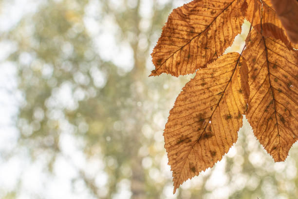 Autumn beech leaves against a background of blurry trees and a bright sunlit sky.