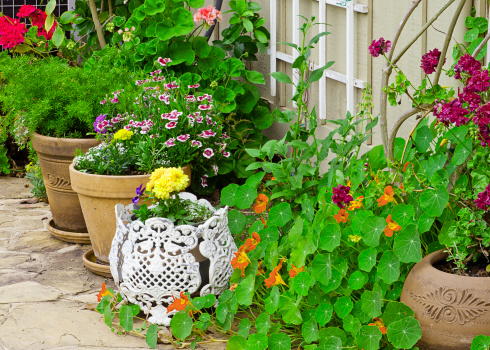Row of colorful garden containers planted with marigolds, dianthus, geraniums and nasturtium standing on garden path along a wall with lattice and vines.