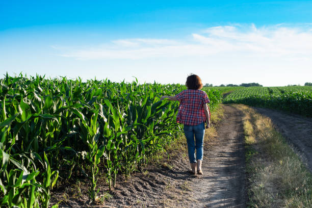 Caucasian confident female maize grower in blue jeans walks along corn field with tablet pc in her hands