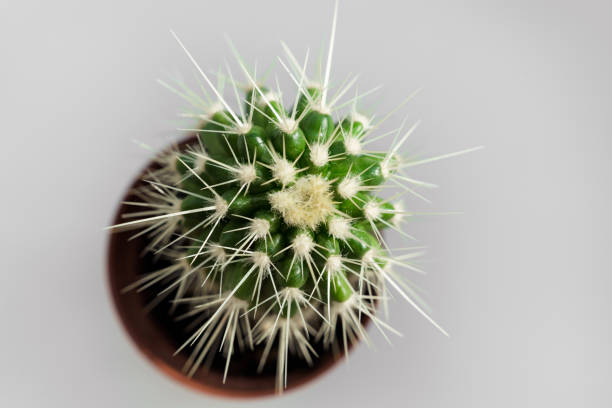 istock top view. a small potted cactus on a gray background. houseplants. 1339608989