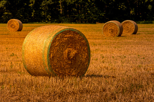 Agriculture Industry Field With Circular Bales Of Hay