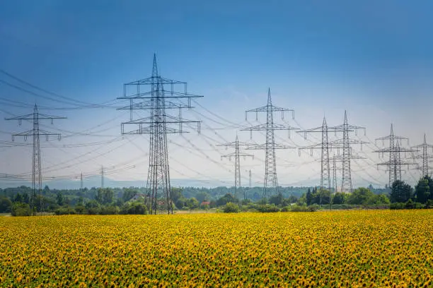electricity pylon in a field full of sunflowers