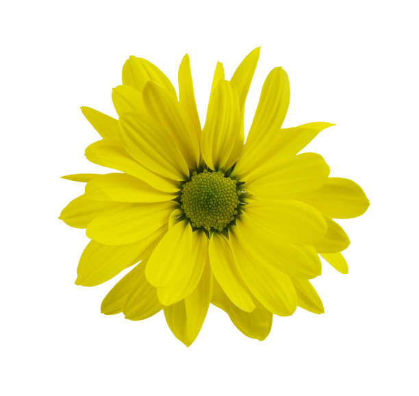 istock Yellow chrysanthemum flower isolated on white. Top view. 1339611894