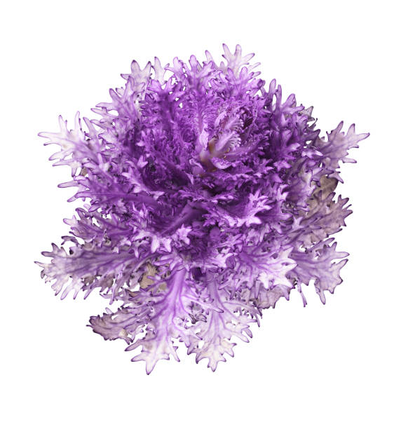 istock Purple ornamental kale isolated on white 1339611895