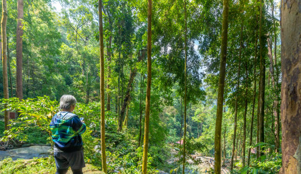 Rear view of senior women hiker hiking in the forest during the sunny day.