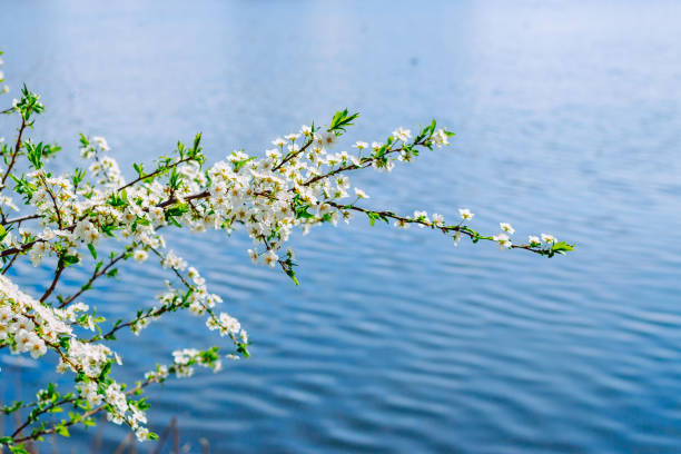 istock branches of a blossoming apricot tree above the lake surface in spring 1339613520