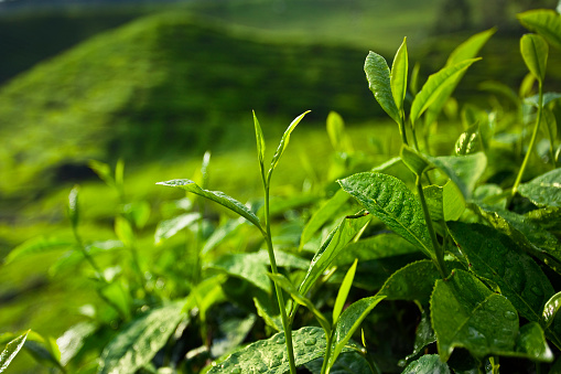 Fresh green tea leaves in tea plantation. Malaysia