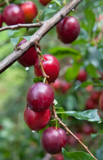 Photo of Plum Opal -  delicious purple and pink sweet fruit on the tree branch in the orchard.