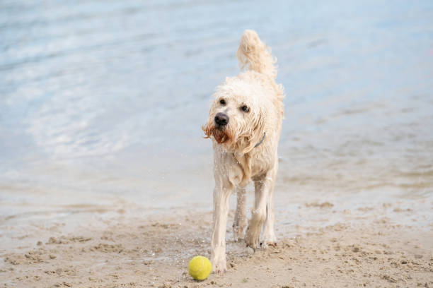 white labradoodle dog walks on the water's edge. the dry dog walks half on the sandy beach and half in the water, tail up. - dog tail shaking retriever imagens e fotografias de stock