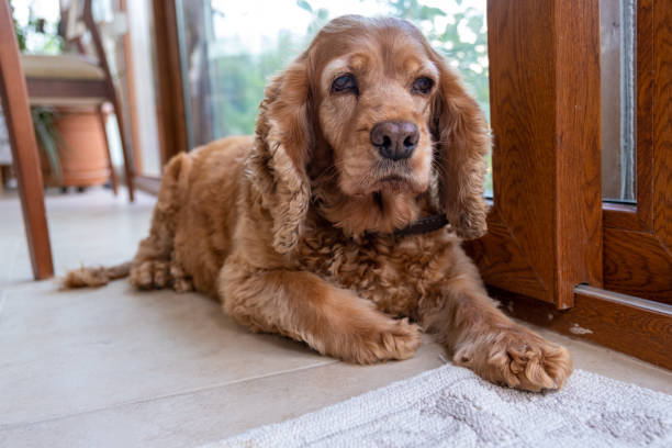 dog looking at camera from the corner of the house dog looking at camera from the corner of the house cocker spaniel stock pictures, royalty-free photos & images