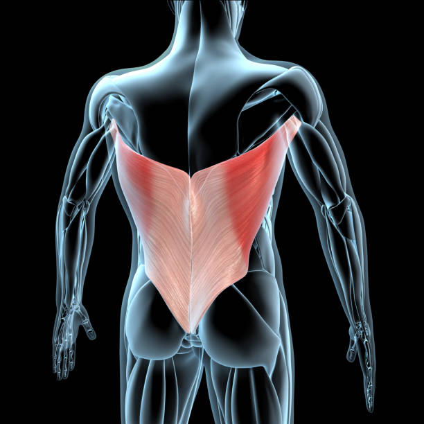 Xray Musculatureに関するラティシムス・ドーシの筋肉の3Dイラスト ストックフォト