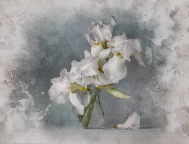 Still life with white iris flowers in vase on gray background, for wall posters Still life with white iris flowers in vase on gray background, for wall posters iris plant stock pictures, royalty-free photos & images