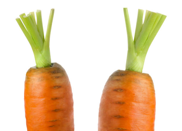 istock Carrot tops close-up. Two large carrots isolated on white background 1339618414