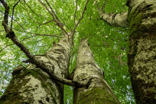 istock View up to the tree top of a huge plane tree in springtime 1339618741