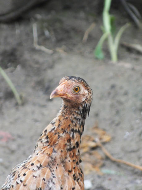 istock Closeup shot of a rural hen 1339620719
