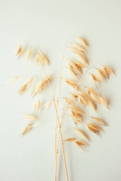 istock Oat ear on white background. Oat plant close up 1339620755