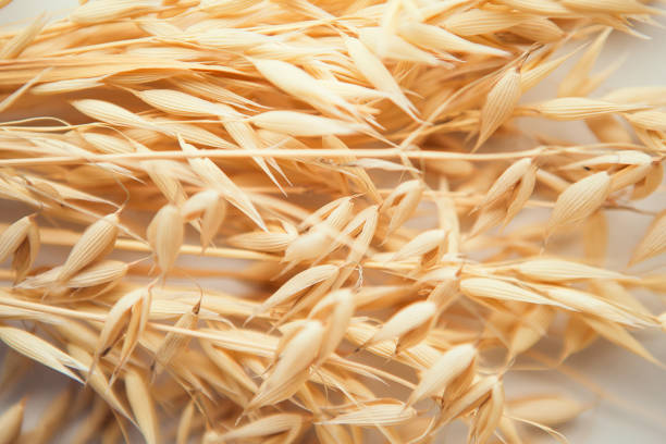istock Oat ears on white background. Oat plant close up 1339620768
