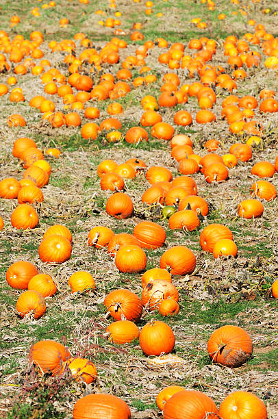 istock Lots of Pumpkins 133962407