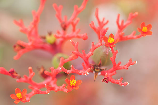 istock macro shot of jatropha plant(Buddha belly plant) 133962470