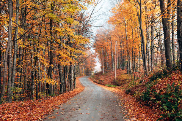 istock country autumnal road 1339625001