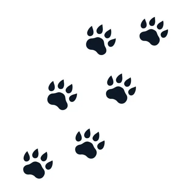 Vector illustration of paw footprints on white, vector