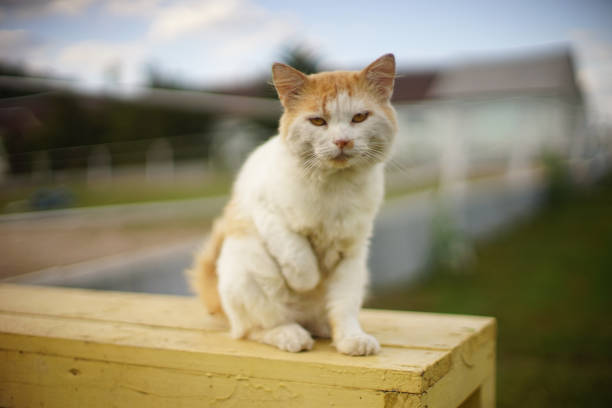 ginger white cat sits on a bench with his paw raised.