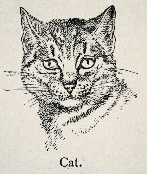 Vintage illustration of a domestic cat, 19th Century