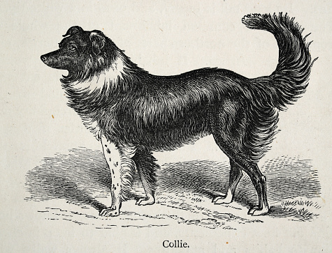 Vintage illustration of a Collie sheepdog