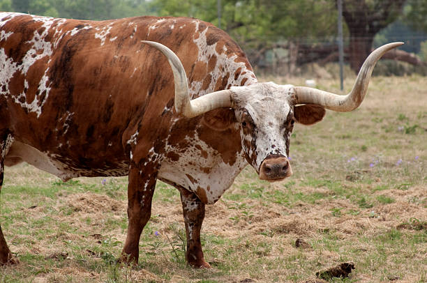 istock Texas Longhorn Cow 133962677