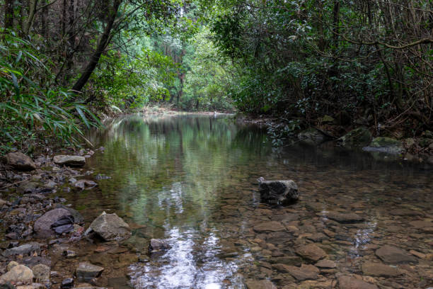 istock The stream in the primeval forest is very flat and clear 1339629229