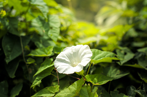 Hedge bindweed (Calystegia sepium) white flower with blurred background, white flower of hedge bindweed creeper plant shining in sunlight, gilan province, iran