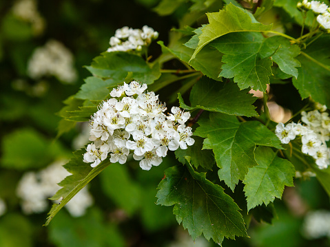 Hawthorn ( lat.  Crataégus ) - genus of deciduous , rarely poluvechnozelonyh tall shrubs or small trees , belonging to the family of Rose ( Rosaceae ).It is widely used as an ornamental and medicinal plant . The fruits are eaten. Honey plant .