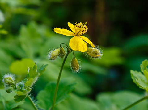 Medicinal plant celandine, used in folk medicine