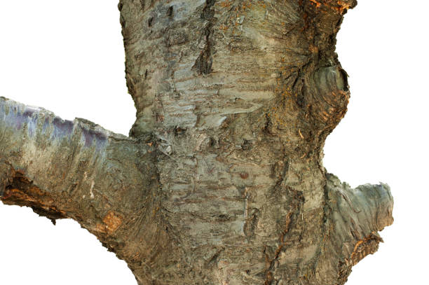istock the trunk or bark of wild cherry tree 1339632347