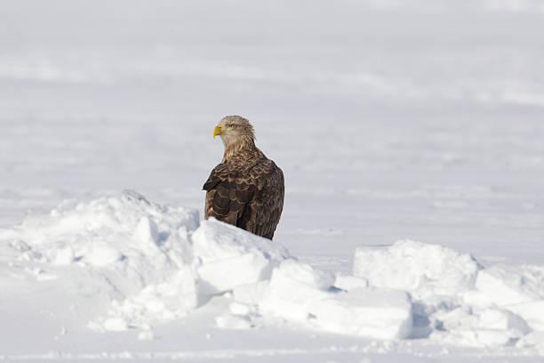 Eagle in Wintertime stock photo